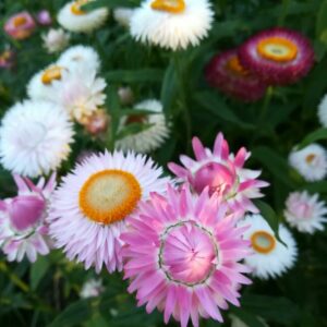 Strobloemen