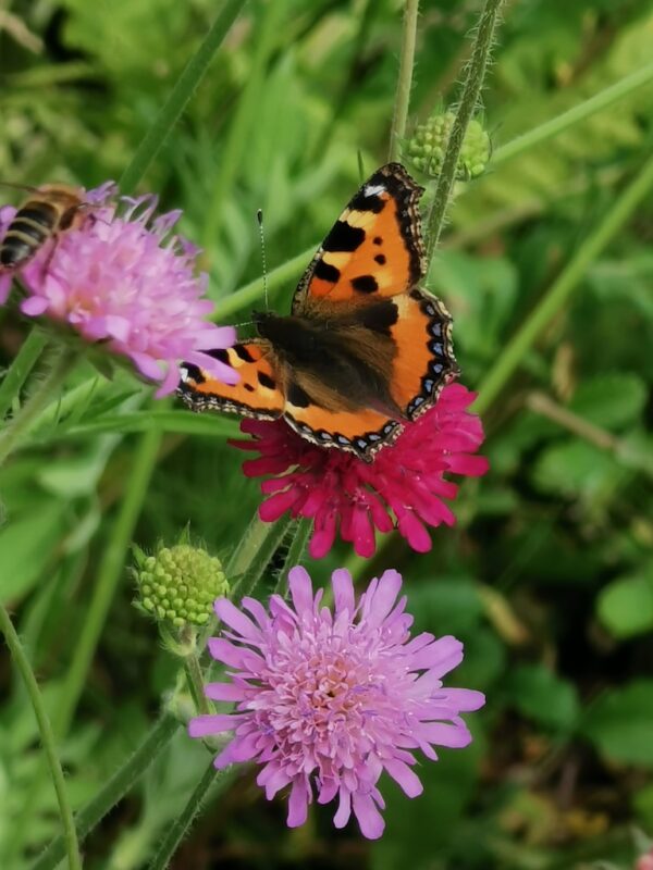 Beemdkroon met vlinder