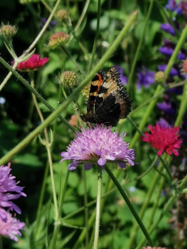 Beemdkroon paars met vlinder
