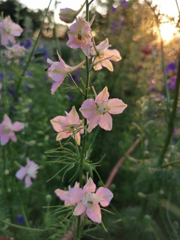 Ridderspoor roze zonsondergang