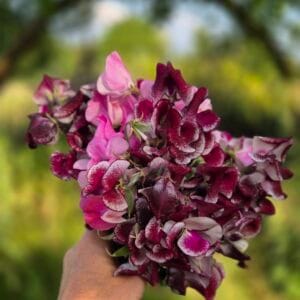 Siererwt mix