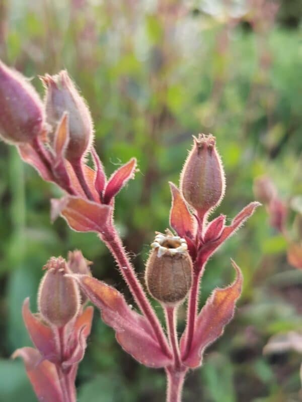 Dagkoekoeksbloem
(inheems) - Afbeelding 7