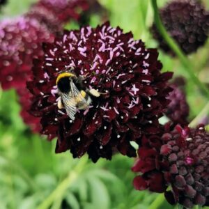 Duifkruid mix wit & bordeaux