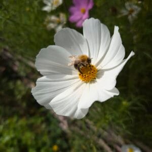Cosmea