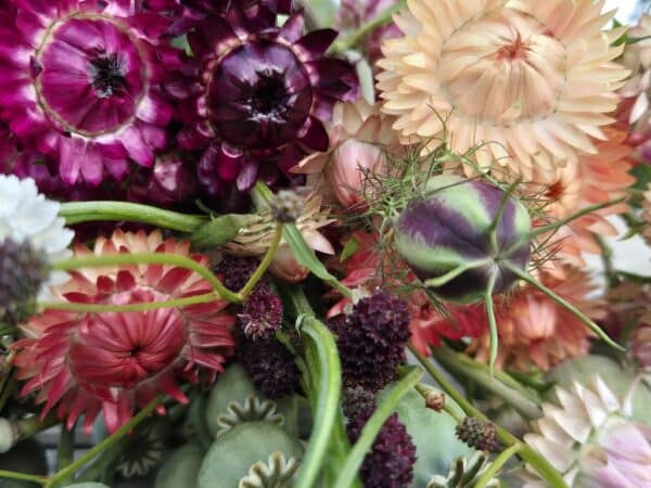 Droobloemen Zaden uit Zalk
