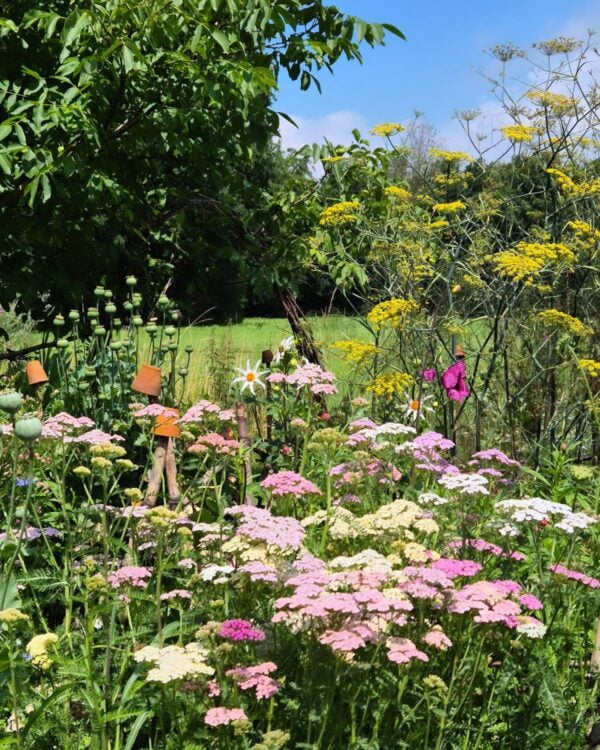 Duizendblad Pastel mix ~Achillea millefolium~
UITVERKOCHT - Afbeelding 3