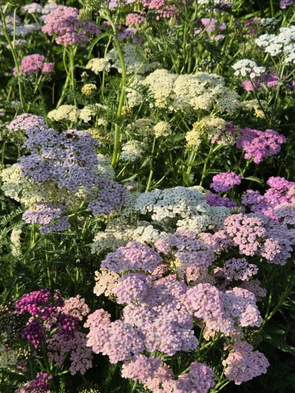 Duizendblad Pastel mix ~Achillea millefolium~
UITVERKOCHT - Afbeelding 2