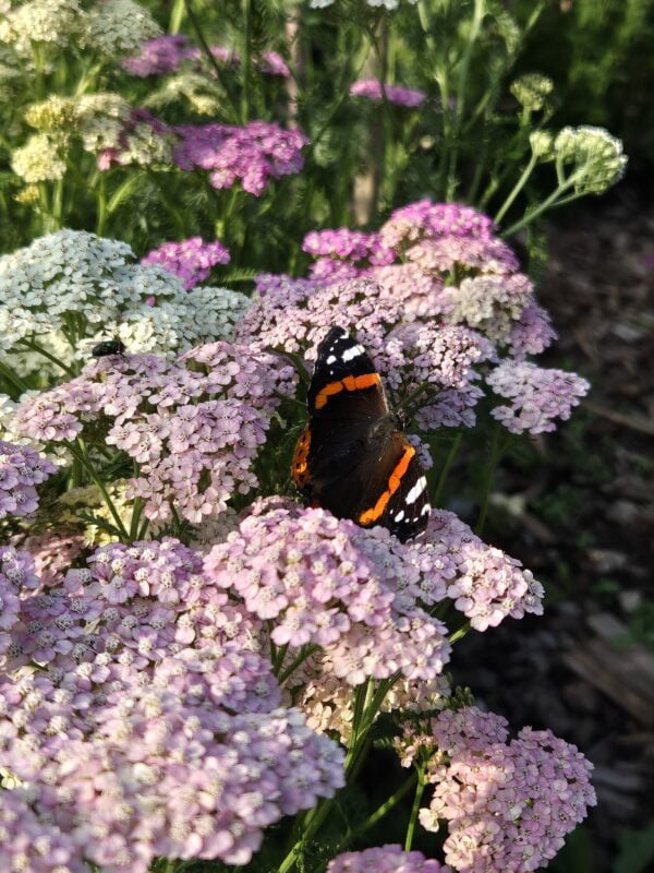 Duizendblad Pastel mix ~Achillea millefolium~
UITVERKOCHT - Afbeelding 5