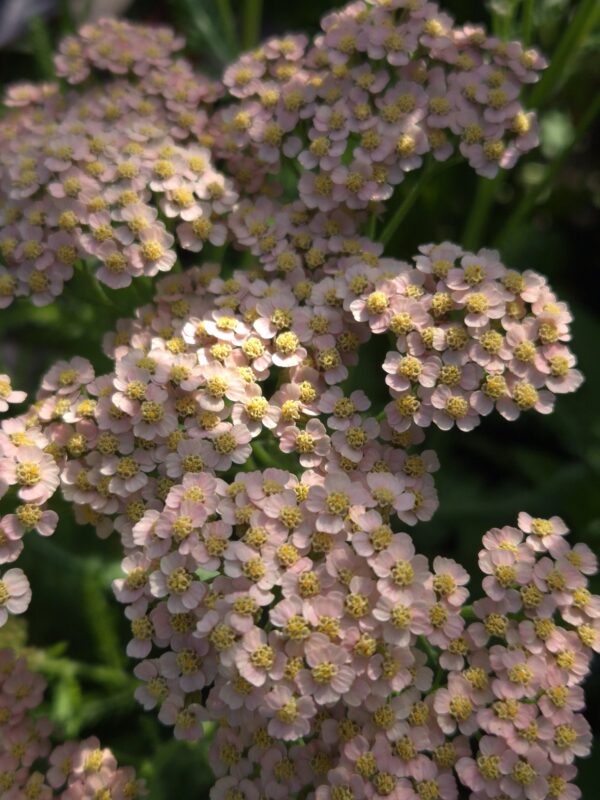 Duizendblad Pastel mix ~Achillea millefolium~
UITVERKOCHT - Afbeelding 10