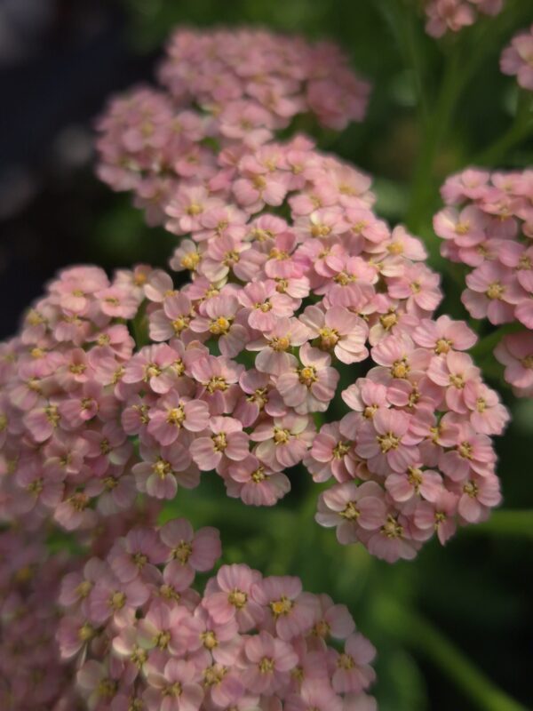Duizendblad Pastel mix ~Achillea millefolium~
UITVERKOCHT - Afbeelding 7