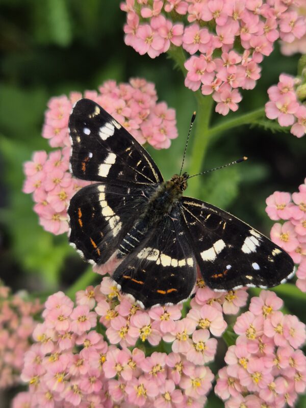 Duizendblad Pastel mix ~Achillea millefolium~
UITVERKOCHT
