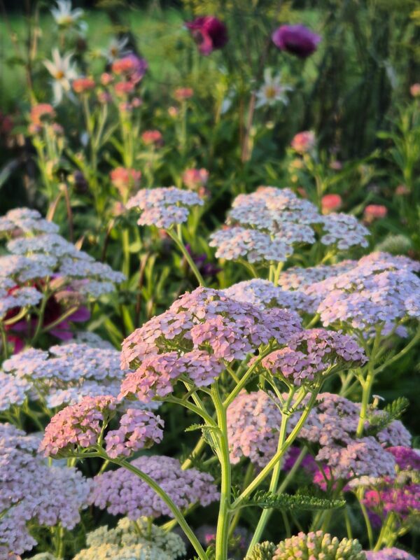Duizendblad Pastel mix ~Achillea millefolium~
UITVERKOCHT - Afbeelding 9