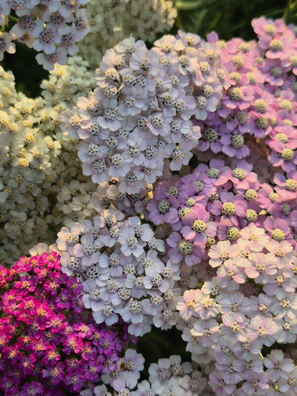 Duizendblad Pastel mix ~Achillea millefolium~
UITVERKOCHT - Afbeelding 6