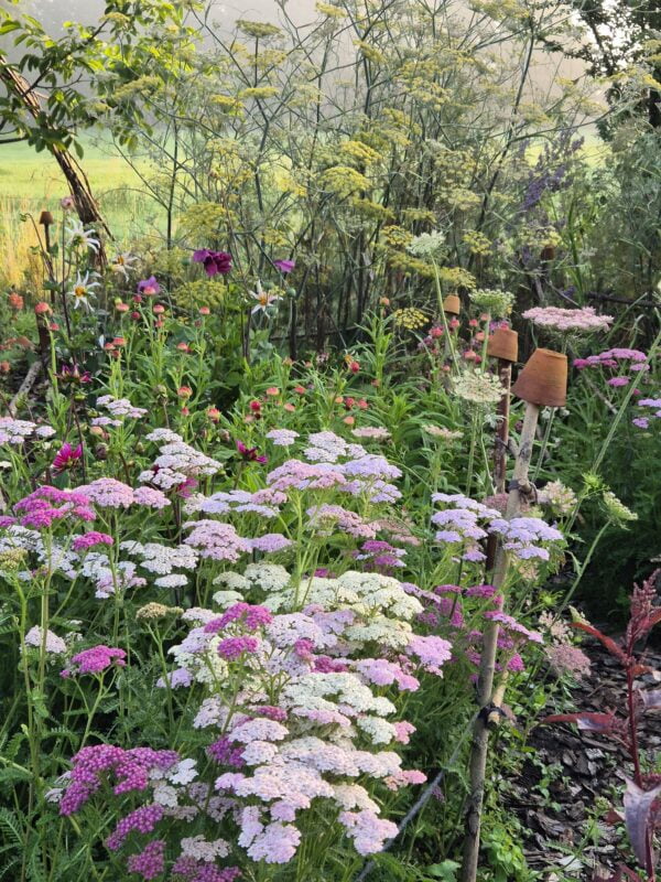 Duizendblad Pastel mix ~Achillea millefolium~
UITVERKOCHT - Afbeelding 8