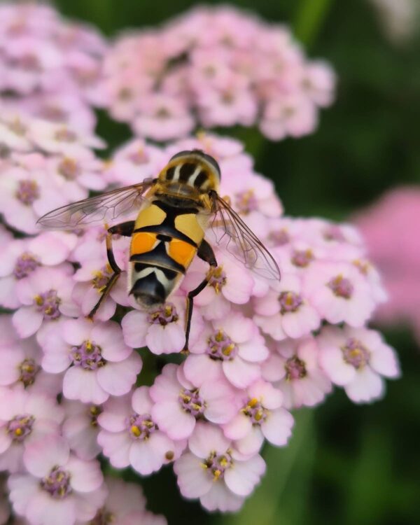 Duizendblad Pastel mix ~Achillea millefolium~
UITVERKOCHT - Afbeelding 4