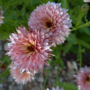 Goudsbloem  'strawberry blonde' - Calendula officinalis
UITVERKOCHT