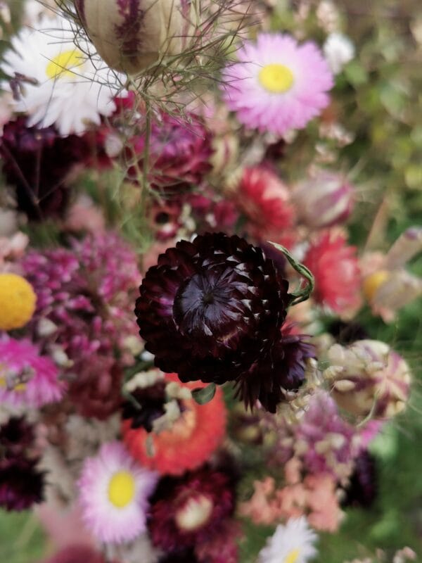 VOL aanmelden kan niet meer

live workshop 'Krans maken & alles over droogbloemen' - Afbeelding 4