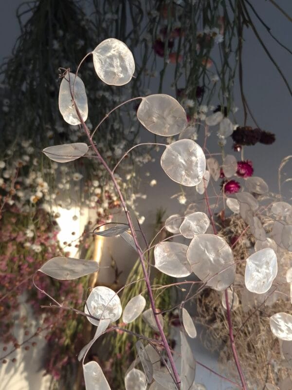VOL aanmelden kan niet meer

live workshop 'Krans maken & alles over droogbloemen' - Afbeelding 8