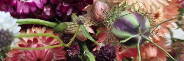 Droobloemen Zaden uit Zalk