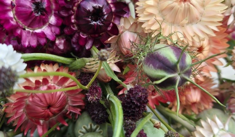 Droobloemen Zaden uit Zalk