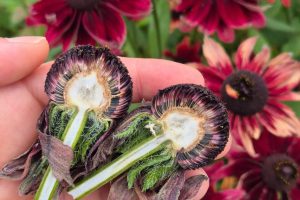 Zaden oogsten van Rudbeckia hirta