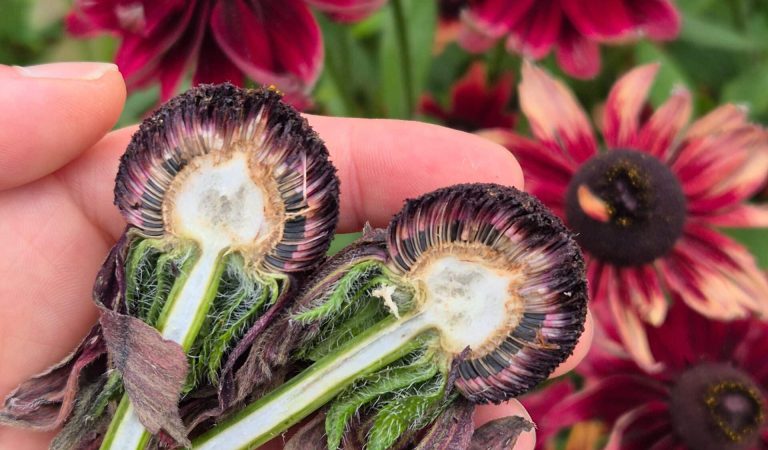 Zaden oogsten van Rudbeckia hirta