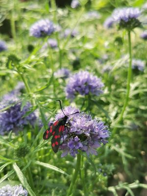 4.over mij sint jansvlinder