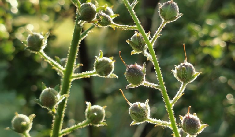 Mottenkruid zaaddozen