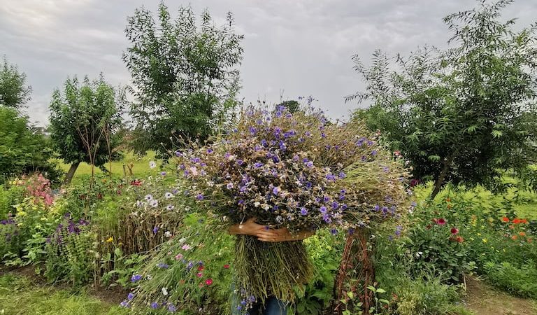 Korenbloemzaden oogsten