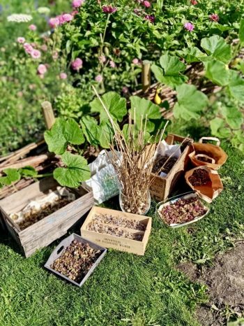 Zaden uit Zalk bij de pluktuin