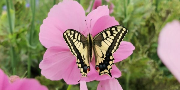 koninginnenpage op cosmea